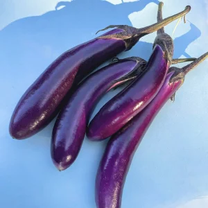 egg plant