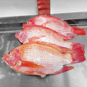 ASEAN SEAS Frozen Red Tilapia 900g
